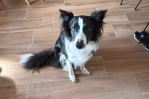 Rexie