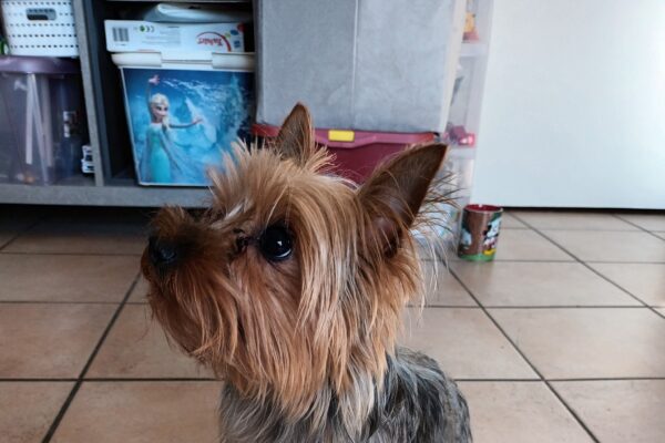 Mielle